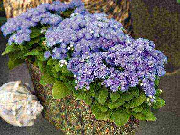 Ageratum Houston Tetra Blument للهبوط في الهواء الطلق