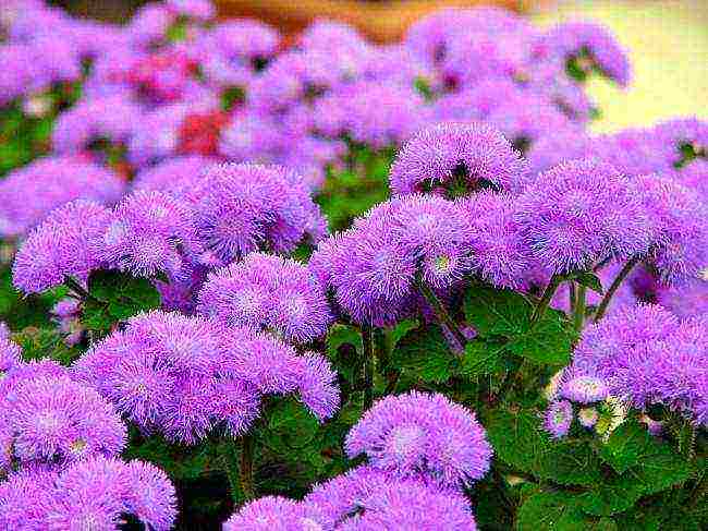 Ageratum Houston Tetra Blument للهبوط في الهواء الطلق