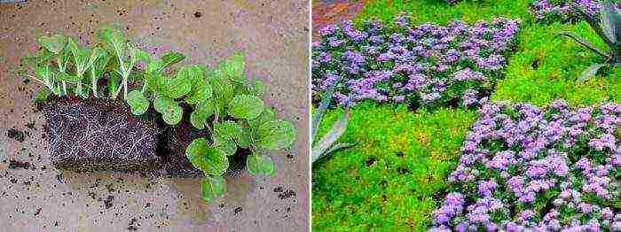 Ageratum Houston Tetra Blument للهبوط في الهواء الطلق