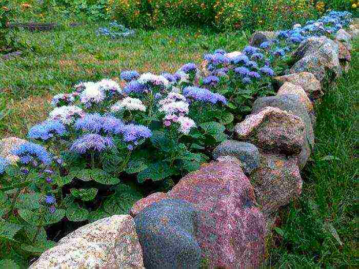 Ageratum Houston Tetra Blument للهبوط في الهواء الطلق