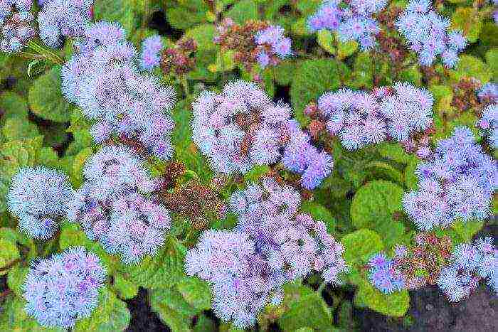 Ageratum Houston Tetra Blument للهبوط في الهواء الطلق