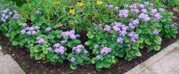 Ageratum Houston Tetra Blument للهبوط في الهواء الطلق