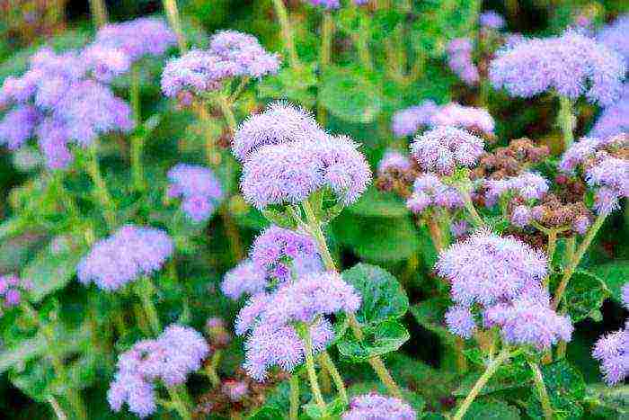 Ageratum Houston Tetra Blument ลงจอดกลางแจ้ง