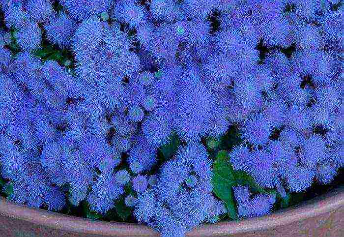 Ageratum Houston Tetra Blument للهبوط في الهواء الطلق