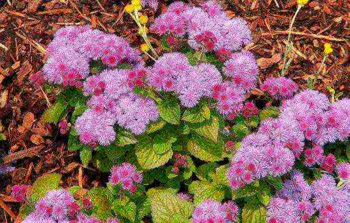 Ageratum Houston Tetra Blument للهبوط في الهواء الطلق