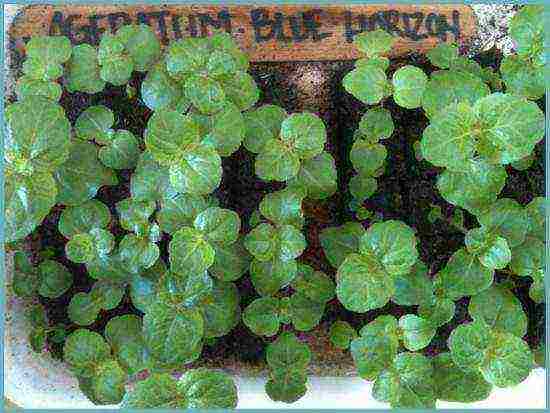 Ageratum Houston Tetra Blument للهبوط في الهواء الطلق