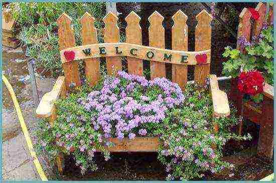 Ageratum Houston Tetra Blument Outdoor Landing