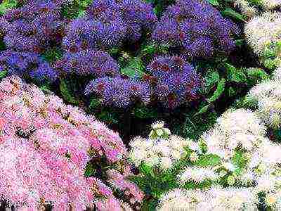 ageratum can be grown as a houseplant