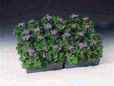 ageratum can be grown as a houseplant