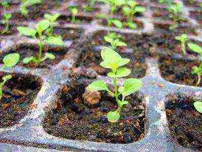 Ang ageratum ay maaaring lumaki bilang isang houseplant