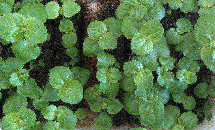 ageratum can be grown as a houseplant