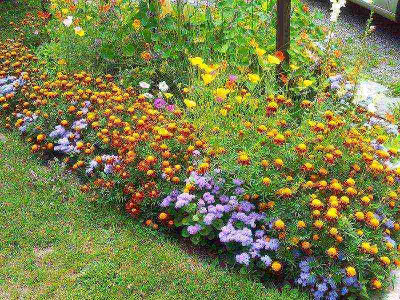 ageratum can be grown as a houseplant