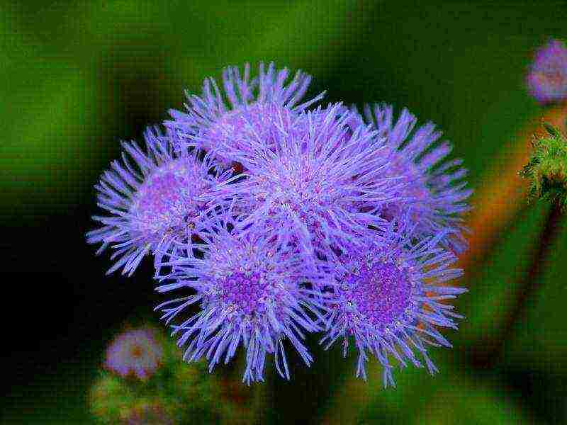 ageratum can be grown as a houseplant