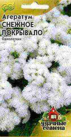 ageratum can be grown as a houseplant