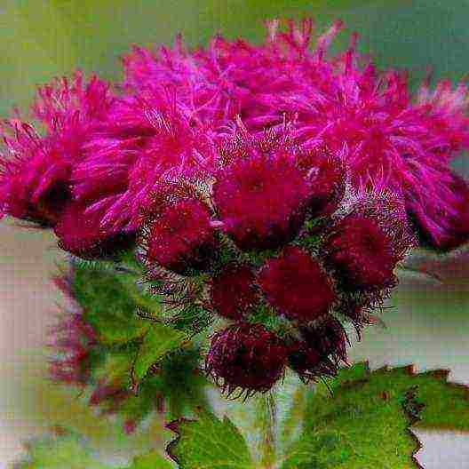 ageratum can be grown as a houseplant