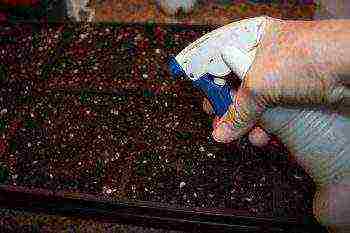 ageratum can be grown as a houseplant