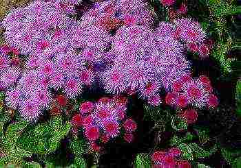 ageratum can be grown as a houseplant