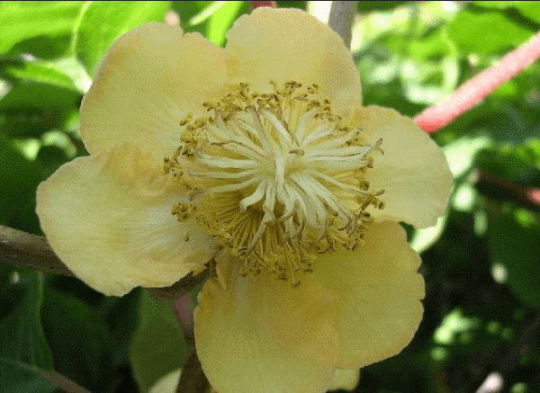 actinidia planting and care in the open field in the Urals