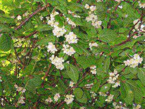 actinidia planting and care in the open field in the Urals