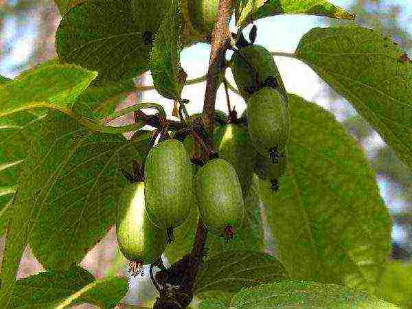 actinidia planting and care in the open field in the Urals