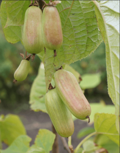 actinidia planting and care in the open field in the Urals