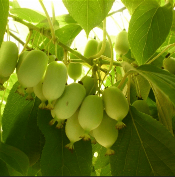 actinidia planting and care in the open field in the Urals