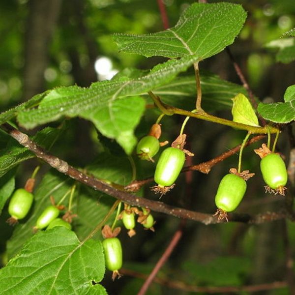actinidia planting and care in the open field in the Urals