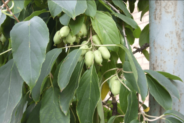 actinidia planting and care in the open field in the Urals