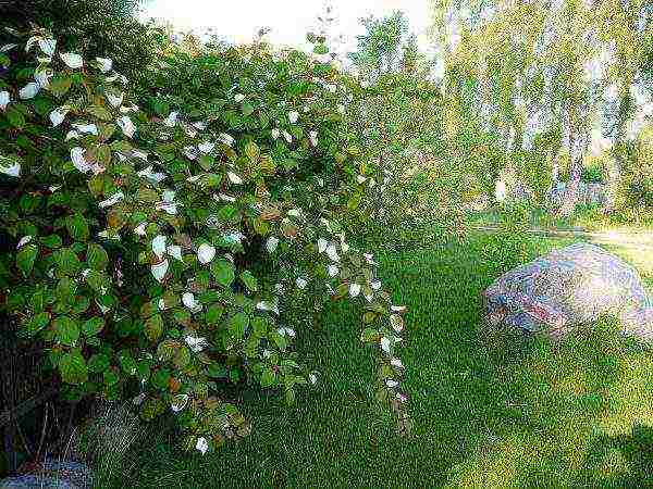 actinidia planting and care in the open field in the Urals