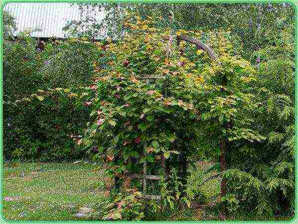 actinidia planting and care in the open field in the Urals