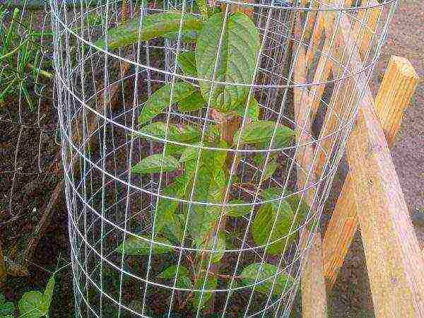 actinidia planting and care in the open field in the Urals