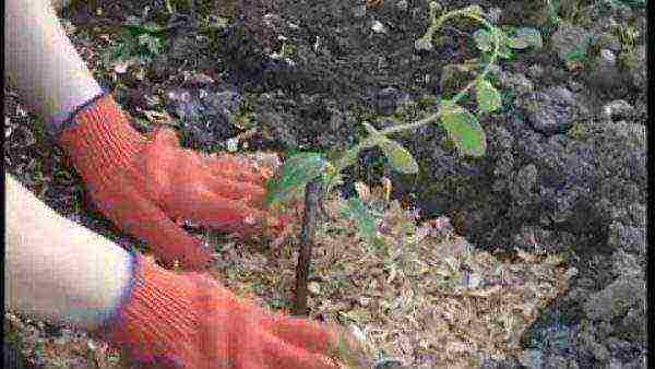 actinidia planting and care in the open field in the Urals