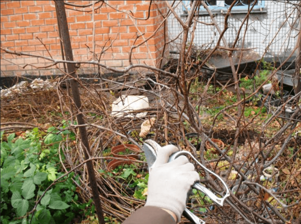 actinidia planting and care in the open field in the Urals