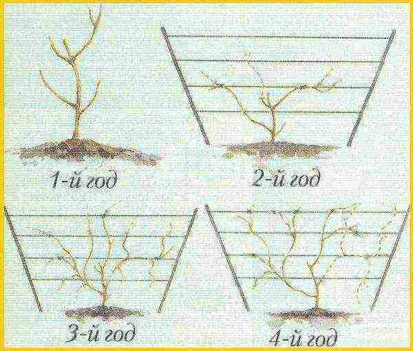 actinidia planting and care in the open field in the Urals