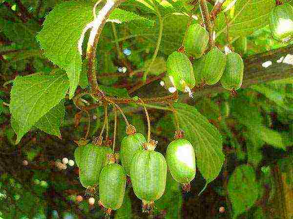 actinidia planting and care in the open field in the Urals