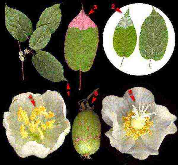 actinidia planting and care in the open field in the Urals