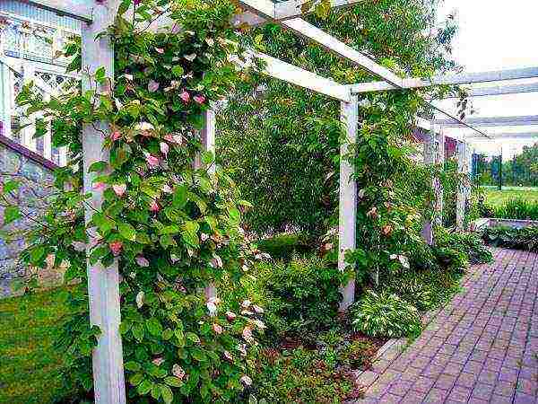 actinidia planting and care in the open field in the Urals