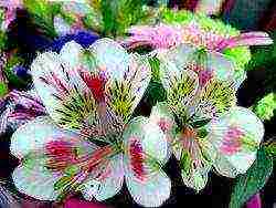 alstroemeria how to grow at home
