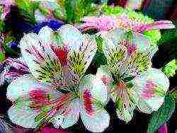 alstroemeria كيف ينمو في المنزل