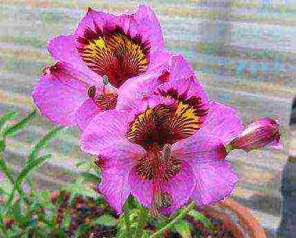 alstroemeria how to grow at home