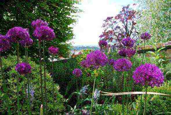 allium planting and care in the open field in siberia