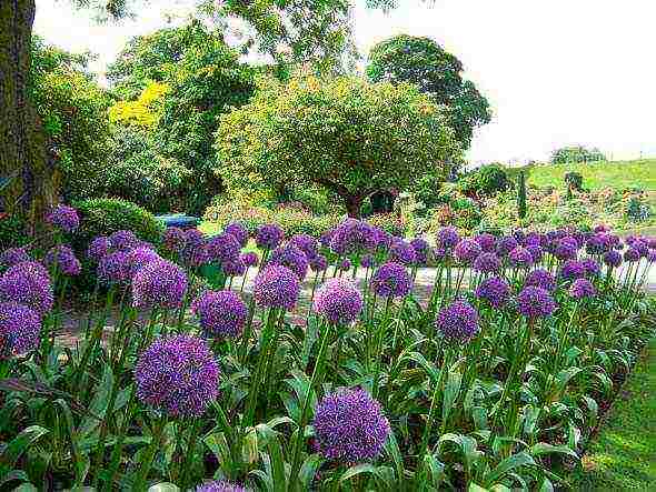 allium ปลูกและดูแลในทุ่งโล่งในไซบีเรีย