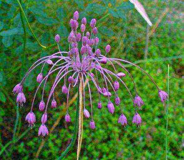 allium planting and care in the open field in siberia