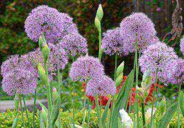 allium ปลูกและดูแลในทุ่งโล่งในไซบีเรีย