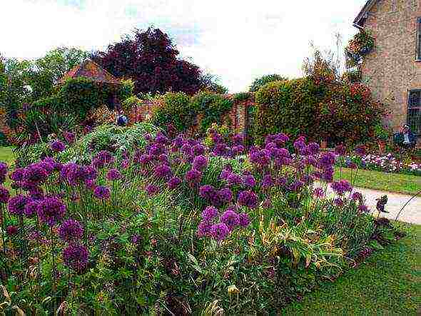 allium planting and care in the open field in siberia