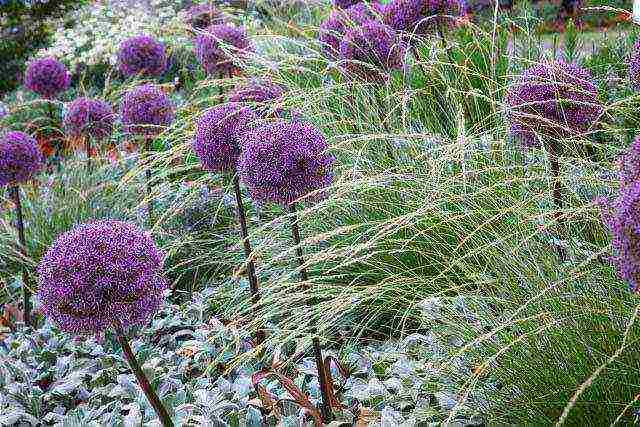 allium planting and care in the open field in siberia