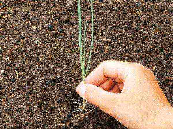 allium planting and care in the open field in siberia