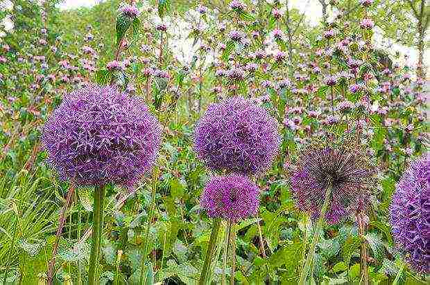 allium ปลูกและดูแลในทุ่งโล่งในไซบีเรีย