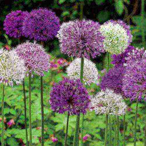 allium ปลูกและดูแลในทุ่งโล่งในไซบีเรีย