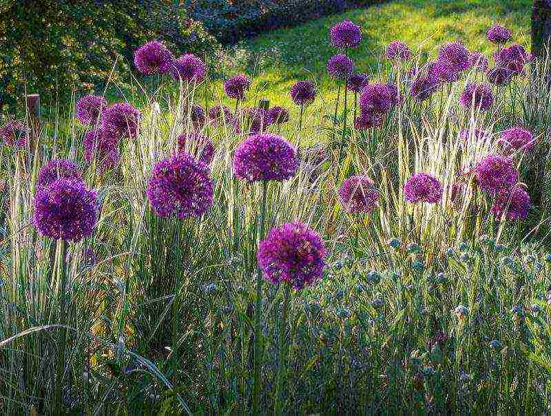 allium planting and care in the open field in siberia